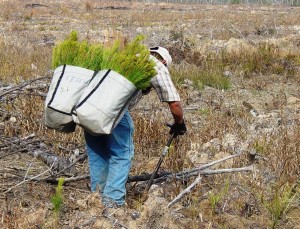 Tree planting